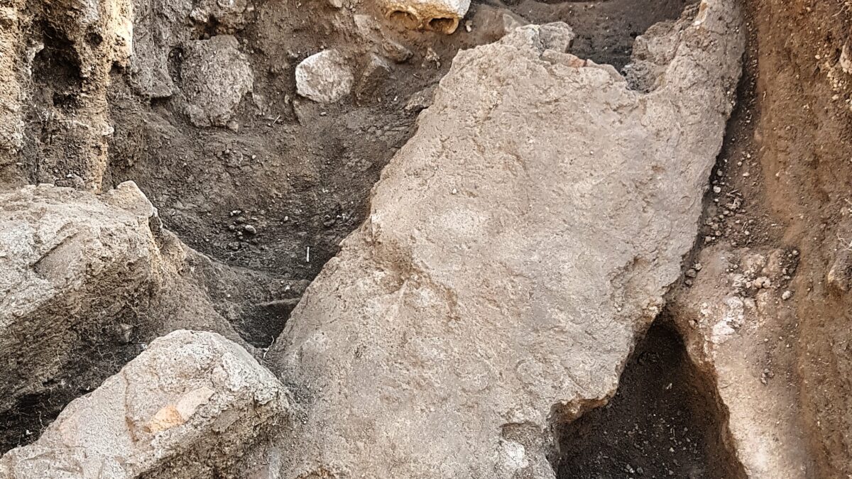 Dettaglio di uno dei saggi indagati nel 2020